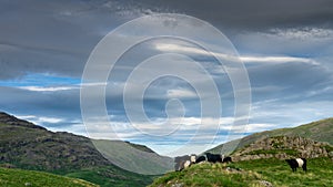 Belted cattle graze on the slopes of grassland near Hardknott Pass in the English Lake District