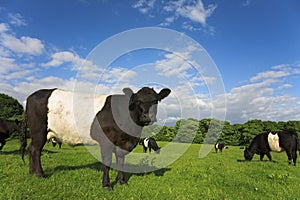 Belted Galloway