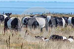 Belted Galloways