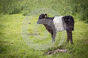 Belted Galloway Calf Looking Left