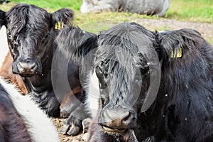 Belted Galloway Cattle, Cannock Chase