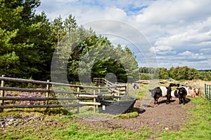 Belted Galloway Cattle, Cannock Chase