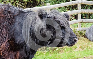 Belted Galloway Cattle, Cannock Chase