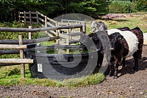 Belted Galloway Cattle Drinking, Cannock Chase