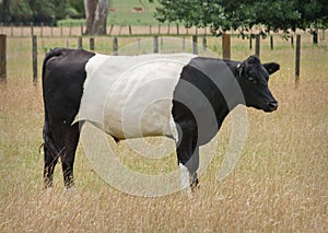 Belted Galloway Cow