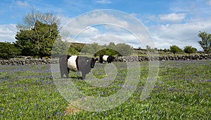 Belted galloway cow.