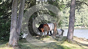 The Belted Galloway cow breed of cattle