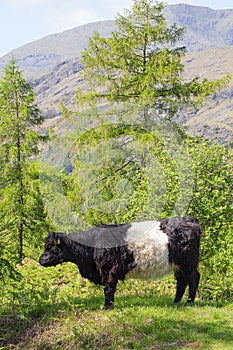 Belted Galloway Cow on hillside