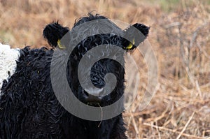 Belted Galloway cow on moorland