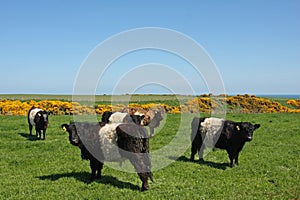 Belted Galloway Cows img