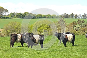 Belted Galloway Cows photo