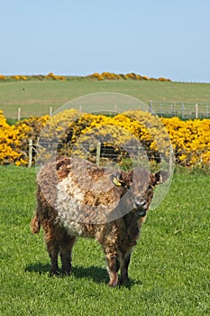 Belted Galloway Cows