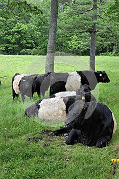 Belted Galloway Cows