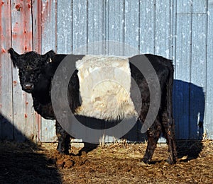 The Belted Galloway is a heritage beef breed of cattle originating from Galloway