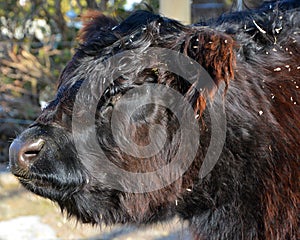 The Belted Galloway is a heritage beef breed of cattle originating from Galloway