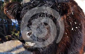 The Belted Galloway is a heritage beef breed of cattle originating from Galloway