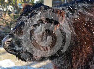 The Belted Galloway is a heritage beef breed of cattle originating from Galloway