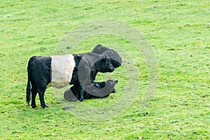 Belted Galloway in meadow with calf