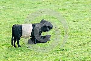 Belted Galloway in meadow with calf photo