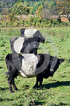 Belted Galloways