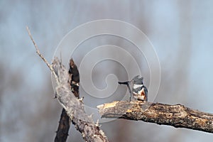 Belted King Fisher