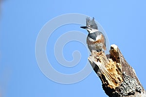 Belted King Fisher on a Perch