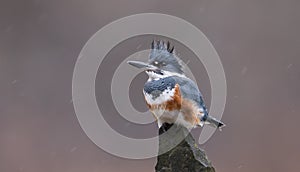 Belted Kingfisher