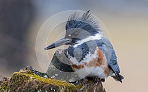 Belted Kingfisher