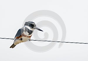 Belted Kingfisher