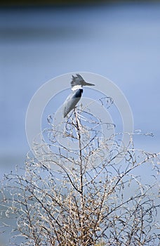 Belted Kingfisher