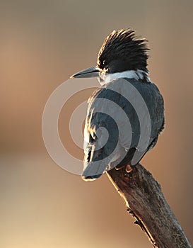 Belted Kingfisher