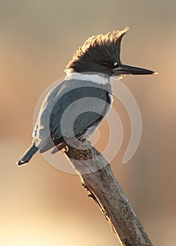 Belted Kingfisher