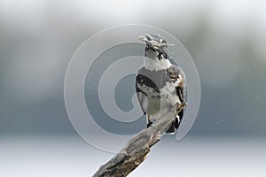 Belted Kingfisher