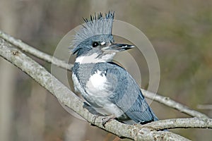 Belted Kingfisher