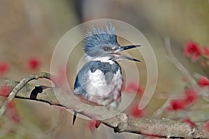 Belted Kingfisher