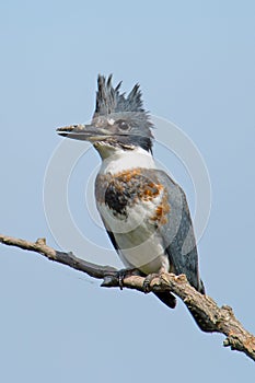 Belted Kingfisher