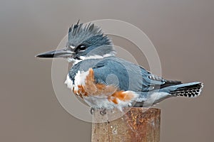 Belted Kingfisher photo