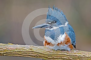 Belted Kingfisher