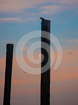 Belted Kingfisher