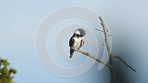 Belted Kingfisher