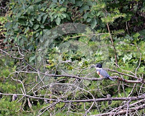 Belted kingfisher