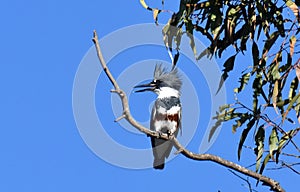 Belted Kingfisher bird and blue sky photo