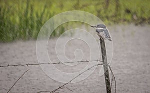 A belted kingfisher bird in the Florida everglades a rain storm