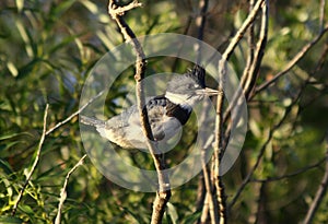 Belted Kingfisher Bird Hunting at a Lake