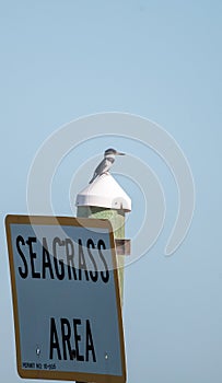 Belted kingfisher bird Megaceryle alcyon perches on a sign