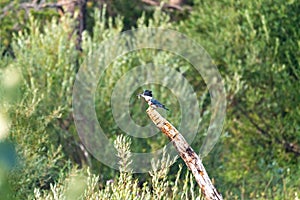 Belted Kingfisher bird perched on a branch with a worm in mouth, at Grand Teton National Park
