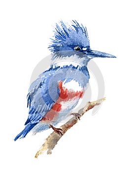 Belted Kingfisher Bird Watercolor Illustration Hand Drawn