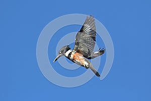 Belted Kingfisher (Ceryle alcyon) photo