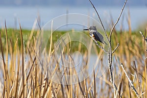 Belted Kingfisher Drying Up