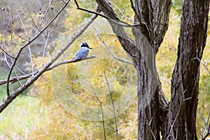 Belted Kingfisher Female Perched On Branch